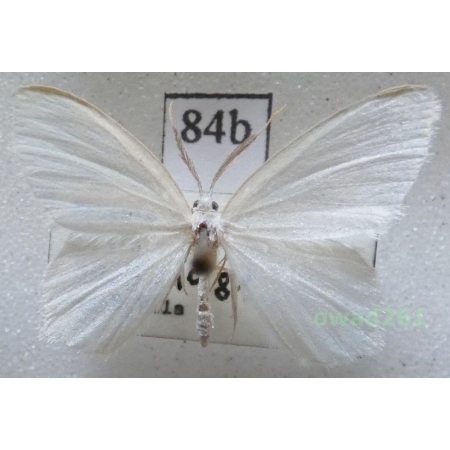 Jodis lactearia (Linnaeus, 1758) Czech84b